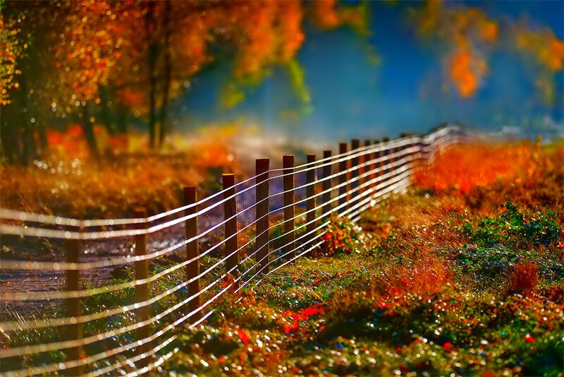 Wooden Fence in Autumn — Orange, Serene, Photograph, Trees, Grass