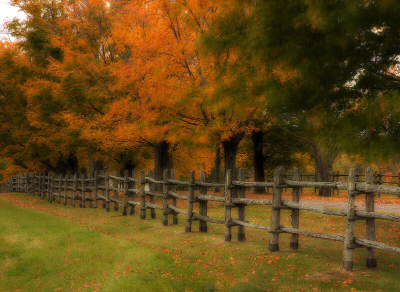 Wooden Fence in Autumn — Orange