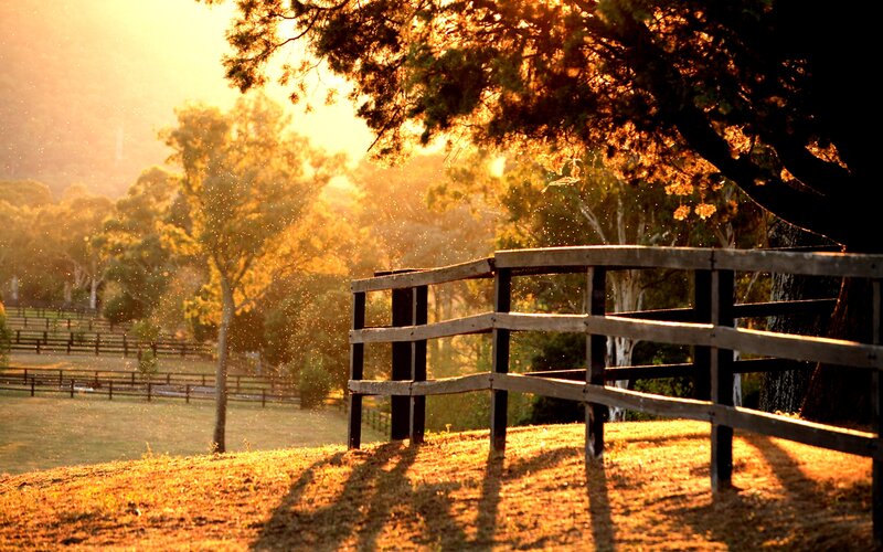 Wooden Fence in Field — Gold