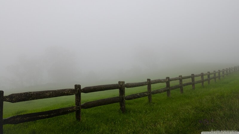 Wooden Fence in Fog — Green, Misty