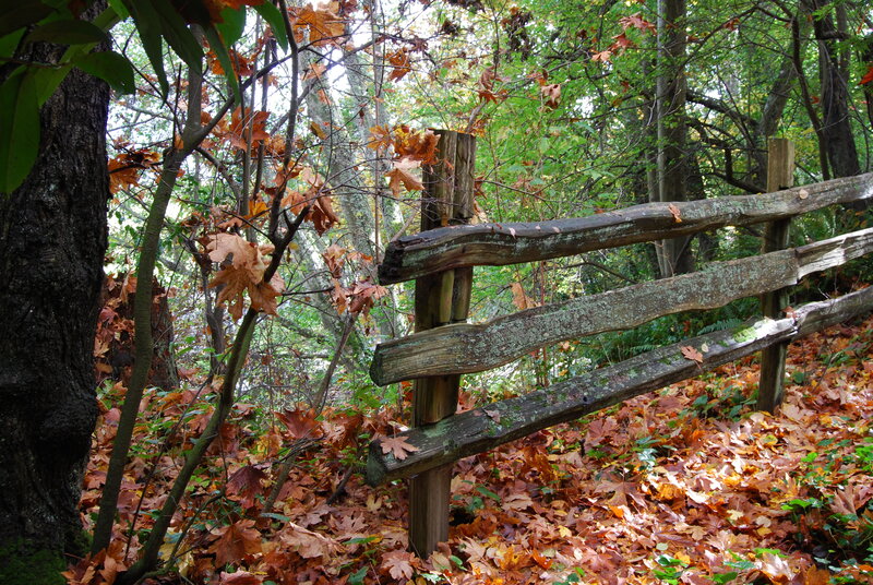 Wooden Fence in Forest — Brown
