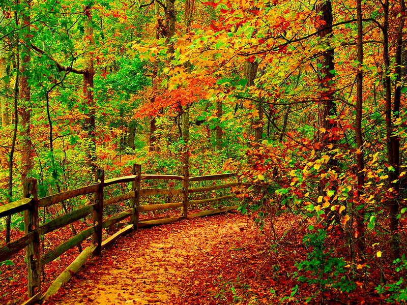 Wooden Fence in Forest — Green, Serene, Autumn