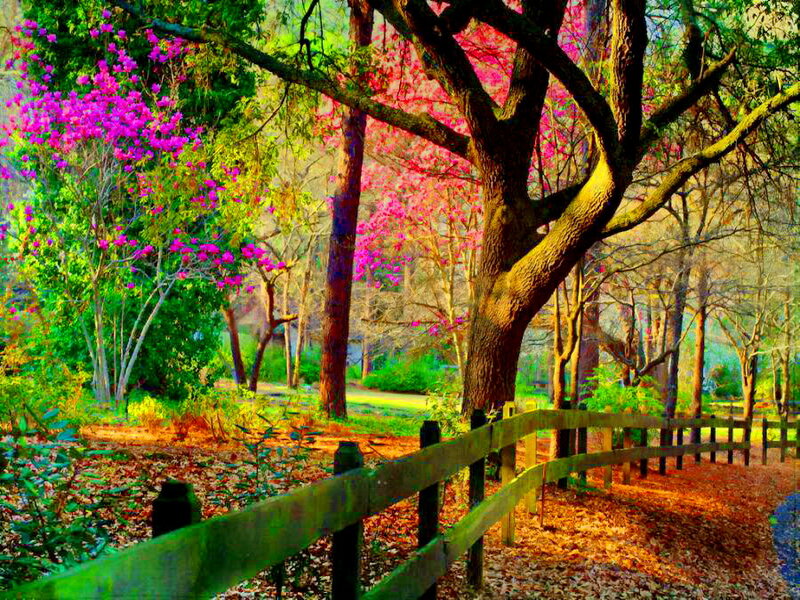 Wooden Fence in Forest — Green, Serene, Spring, Photograph