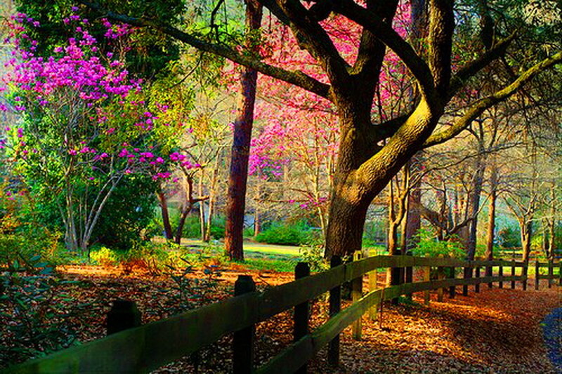 Wooden Fence in Forest — Green, Serene, Spring