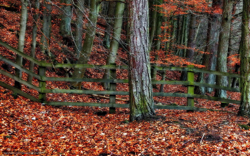 Wooden Fence in Forest — Orange