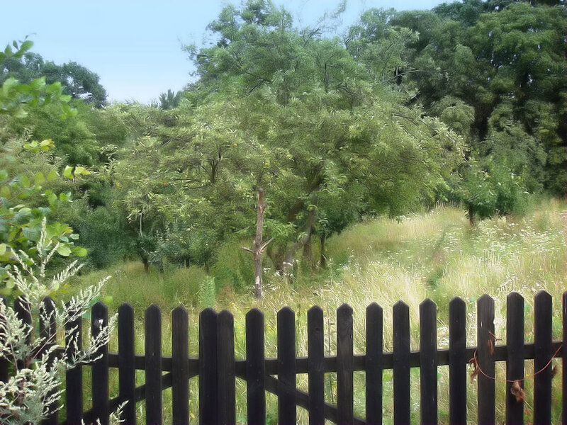 Wooden Fence in Garden — Green, Serene