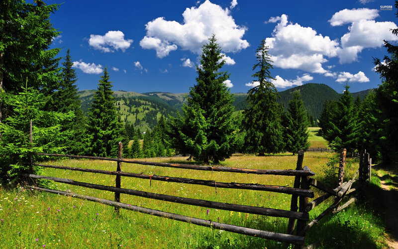 Wooden Fence in Meadow