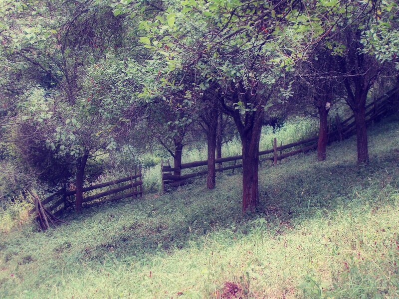 Wooden Fence in Orchard