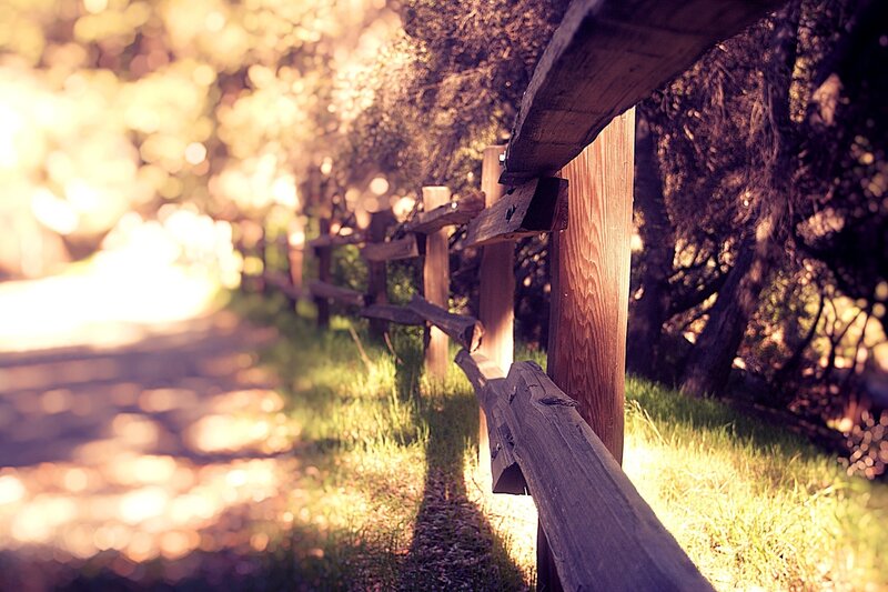 Wooden fence in sunlit forest