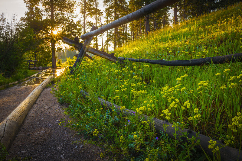 Wooden Fence in Wildflowers
