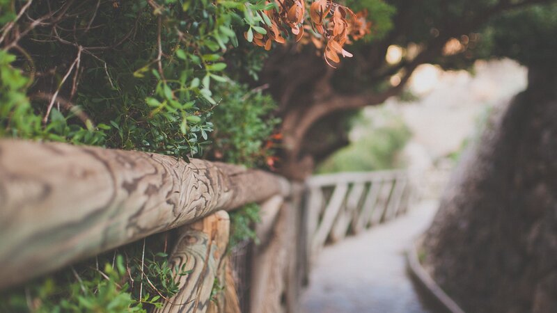 wooden fence on a forest path