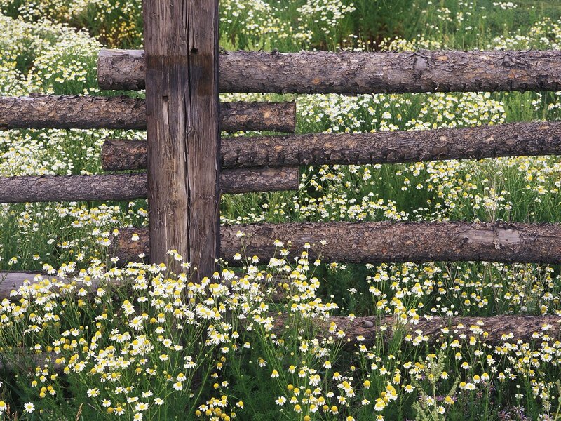 Wooden Fence with Daisies — Green