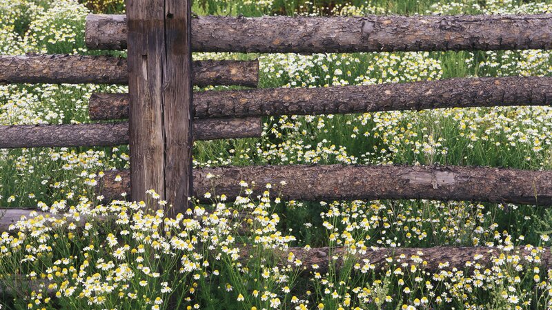 Wooden fence with daisies