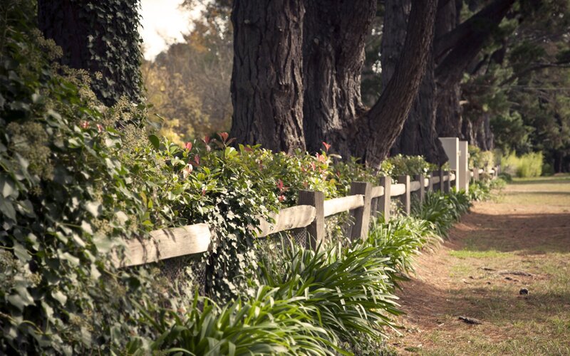 Wooden fence with ivy and trees