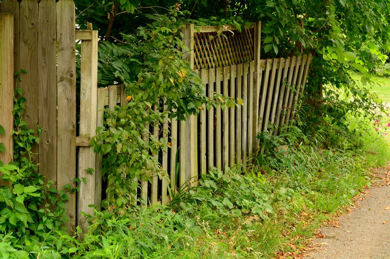 Wooden Fence with Overgrowth