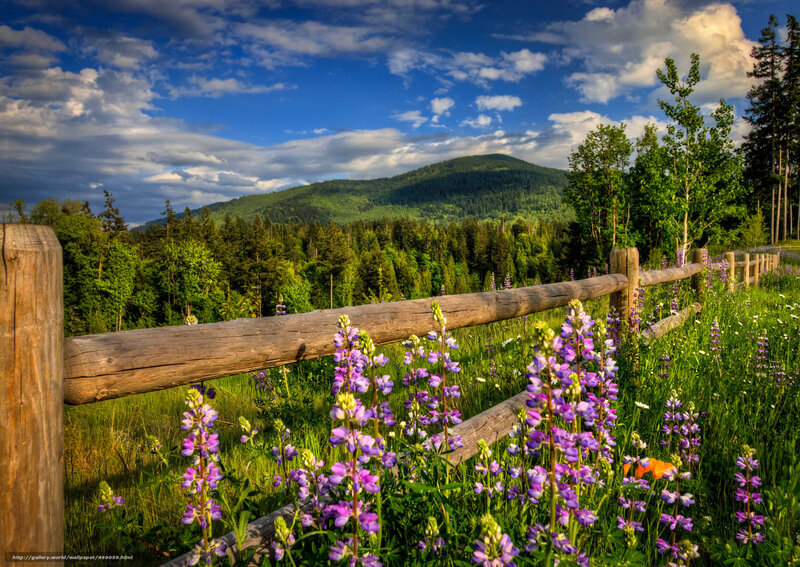 Wooden fence with purple flowers