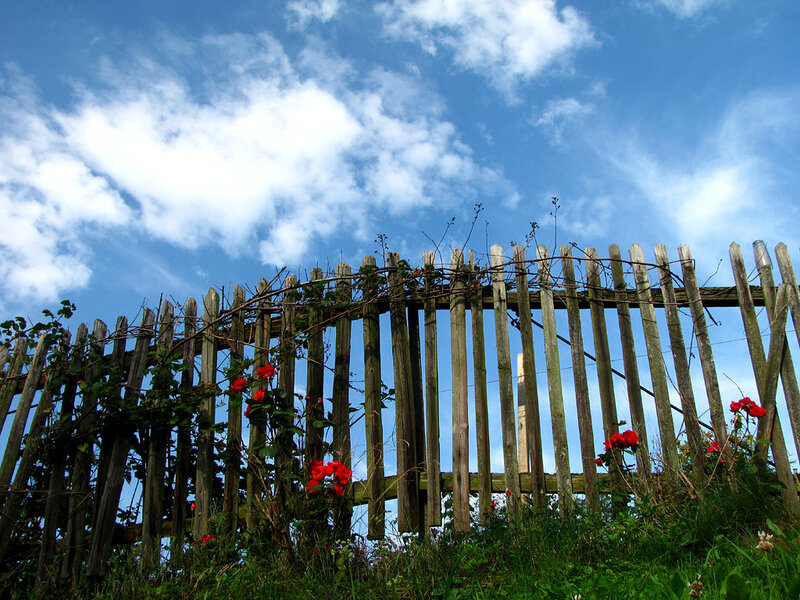 Wooden fence with red flowers