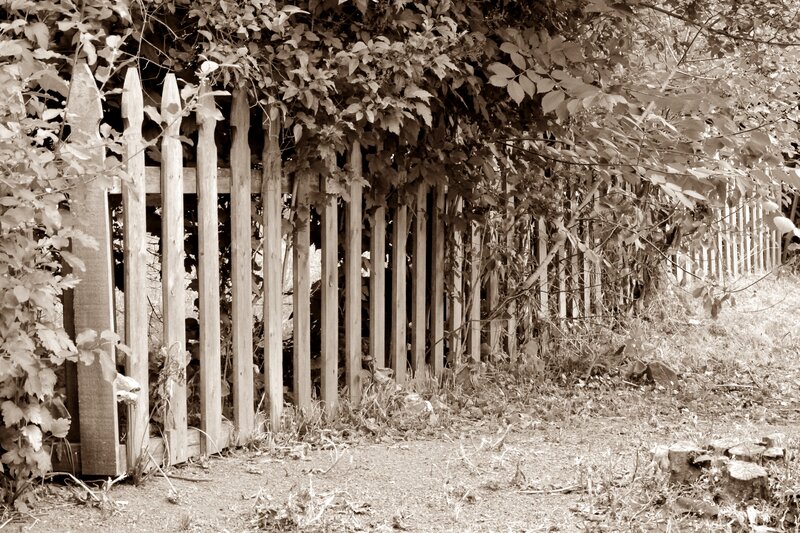 Wooden Fence with Vines