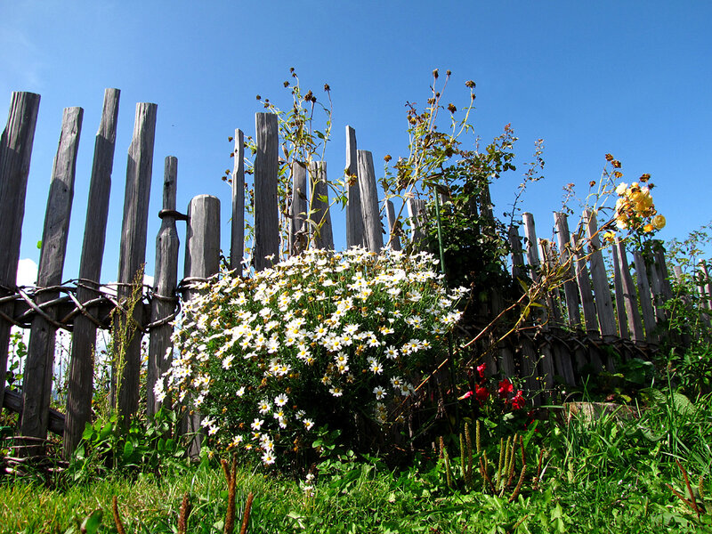 Wooden fence with wildflowers