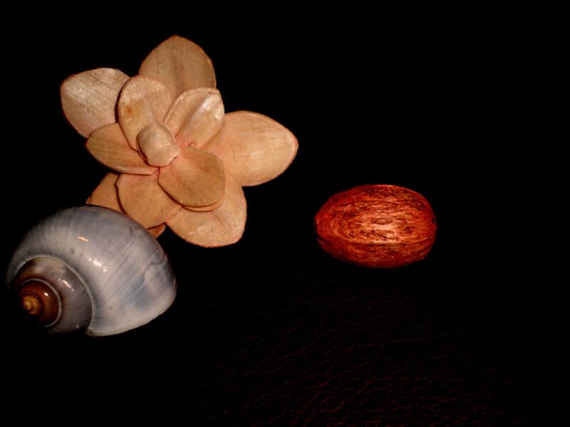 Wooden Flower and Shells