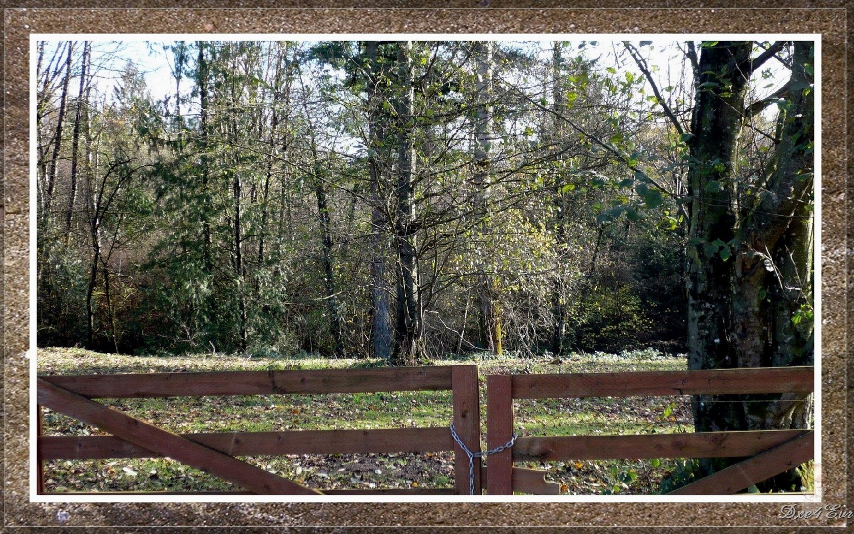 Wooden gate in a forest
