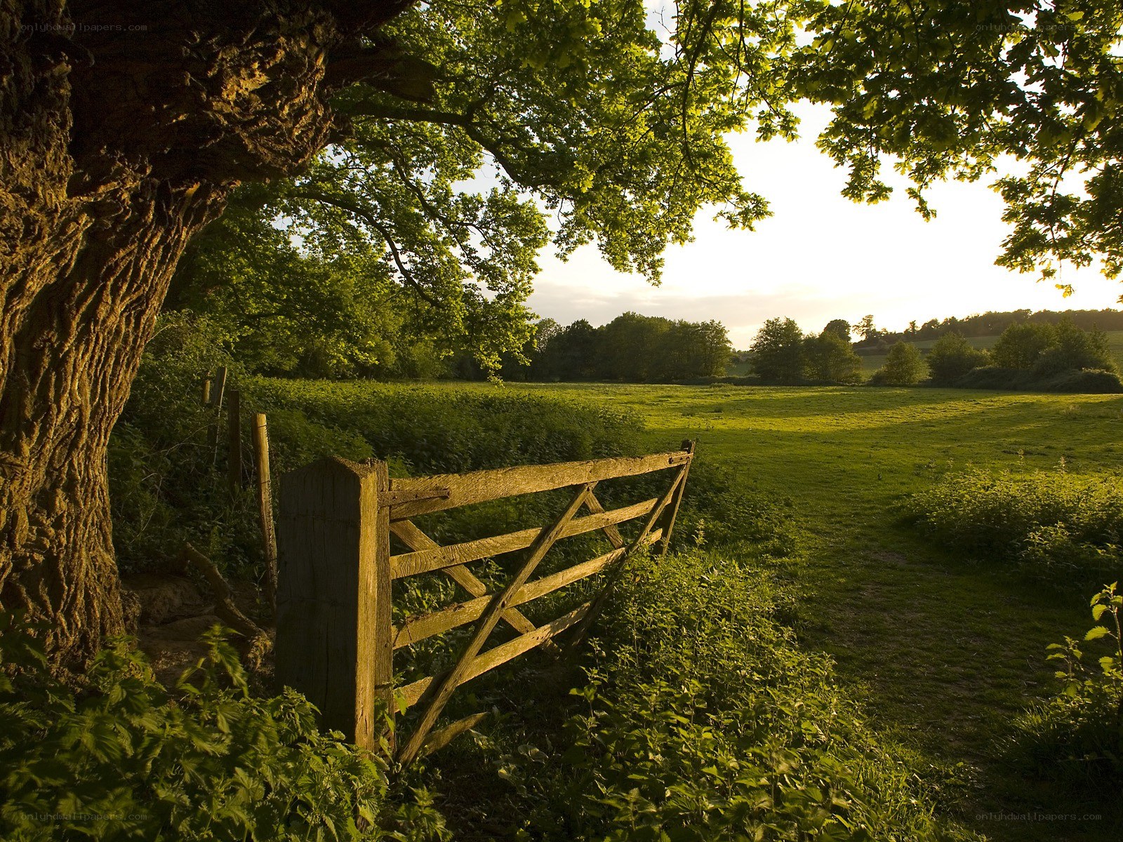 Wooden gate in a green field