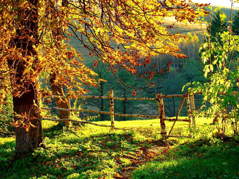 Wooden Gate in Autumn — Green