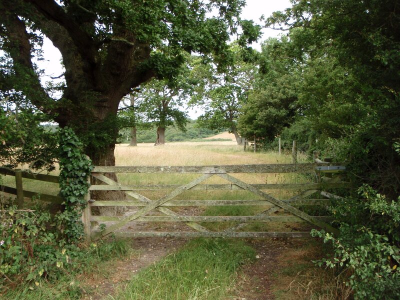 Wooden Gate in Field — Green, Serene, Afternoon, Photograph