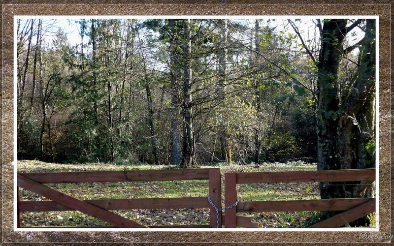 Wooden Gate in Forest — Brown, Serene