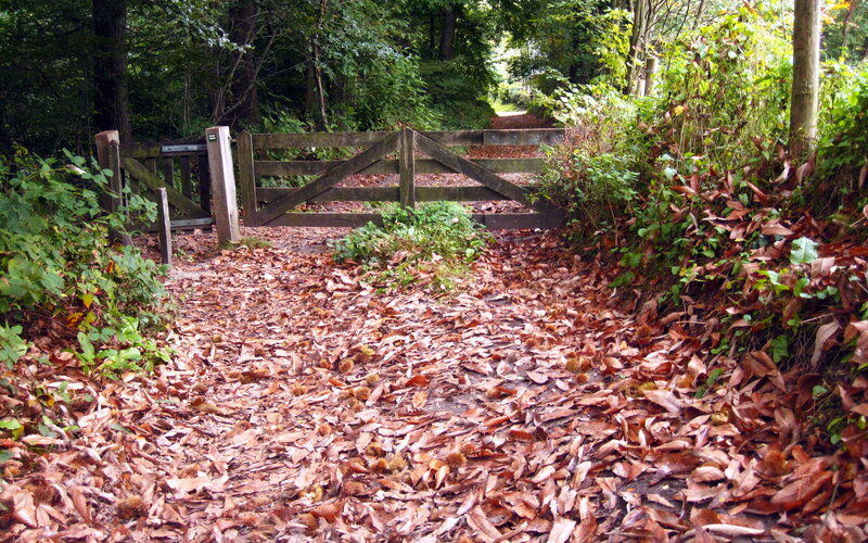 Wooden Gate in Forest — Brown