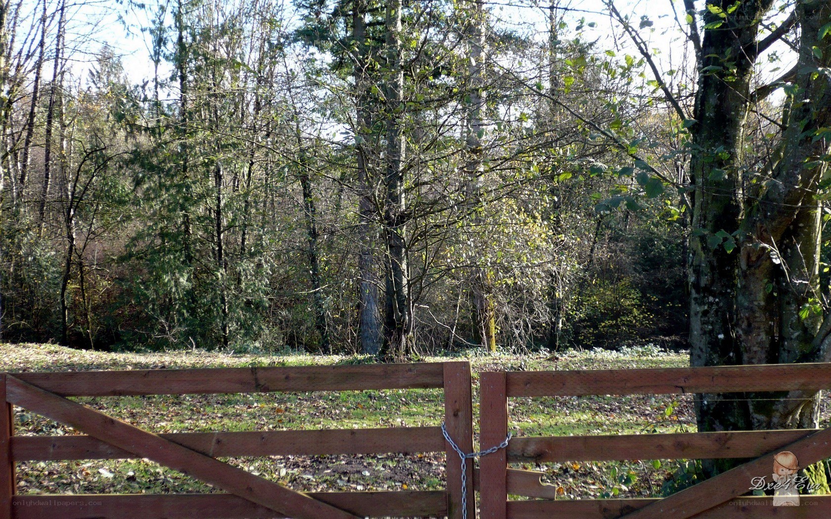 Wooden gate in forest clearing