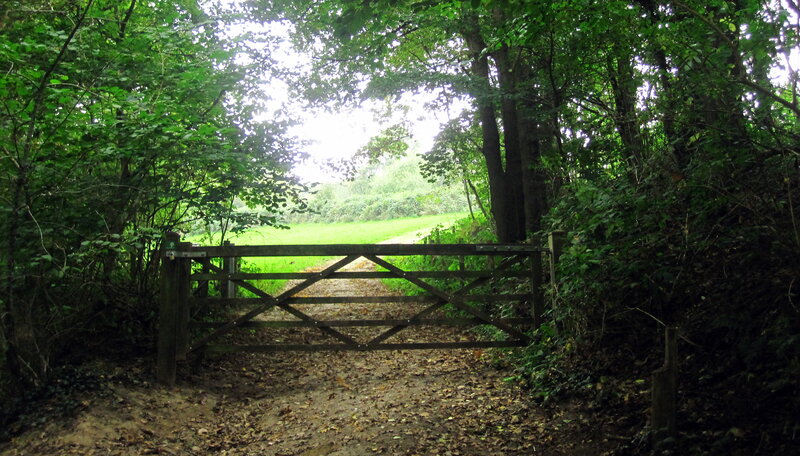 Wooden Gate in Forest — Green, Serene, Afternoon, Photograph