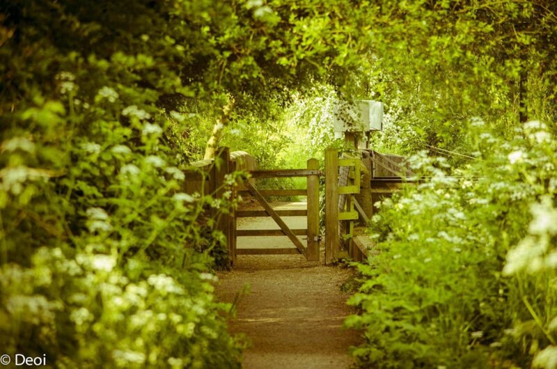 Wooden Gate in Forest — Green, Serene, Afternoon