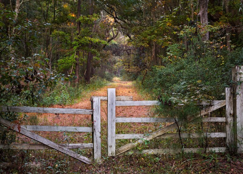 Wooden Gate in Forest — Green, Serene, Autumn, Photograph, Path
