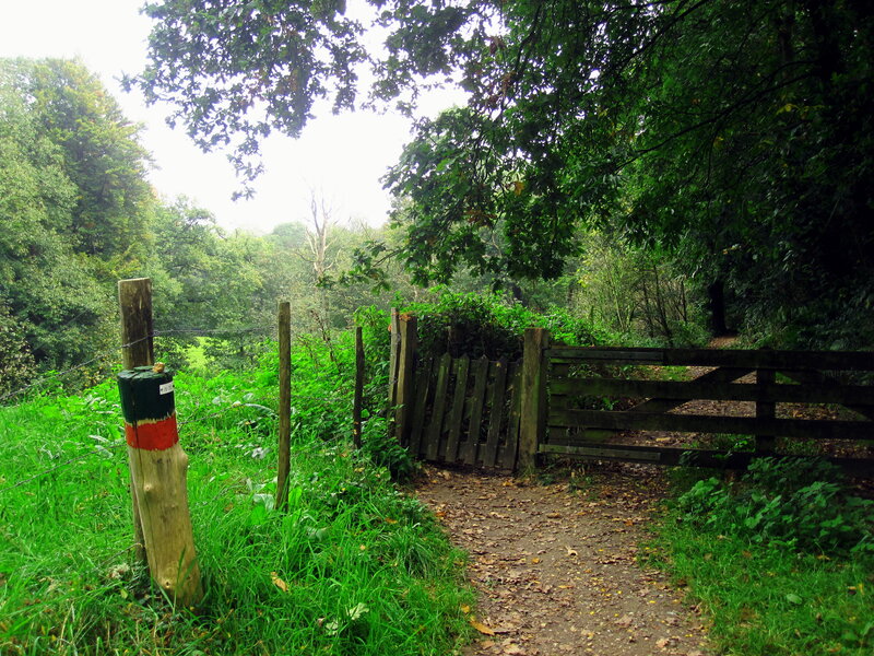Wooden Gate in Forest — Green, Serene, Autumn, Photograph