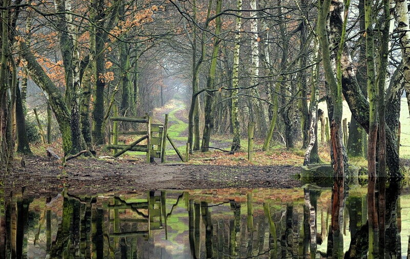 Wooden Gate in Forest — Green, Serene, Autumn