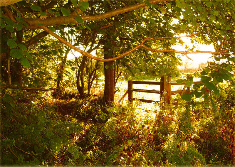 Wooden Gate in Forest — Green, Serene