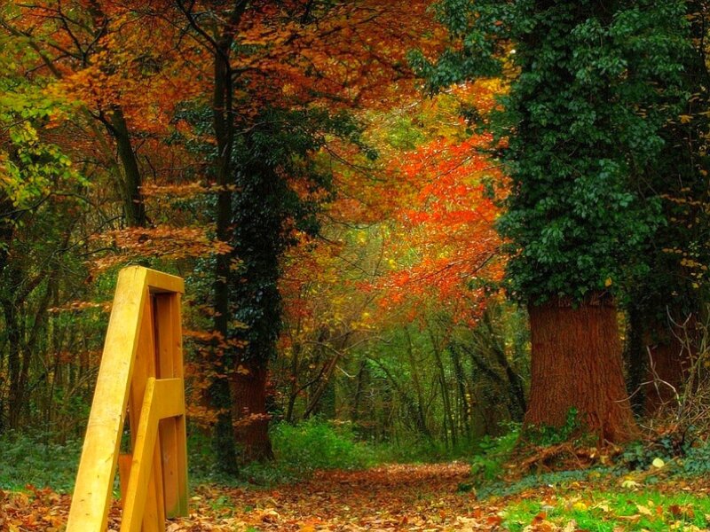 Wooden Gate in Forest — Orange, Serene