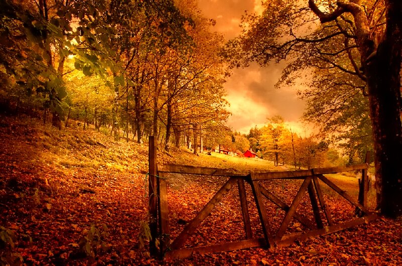 Wooden Gate in Forest — Orange