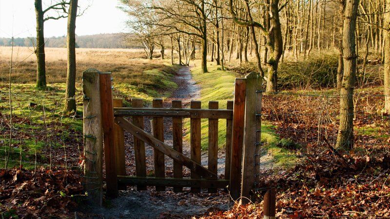 Wooden gate in forest path