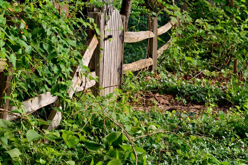 Wooden Gate in Overgrown Garden