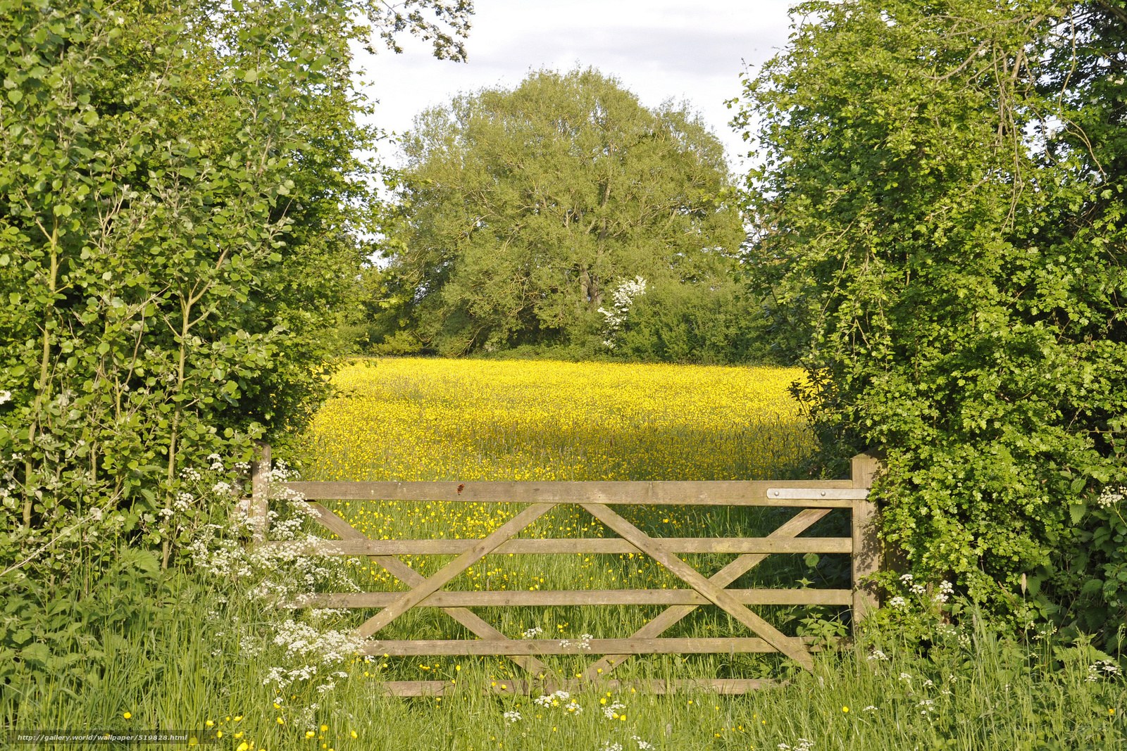 Wooden gate to a yellow field