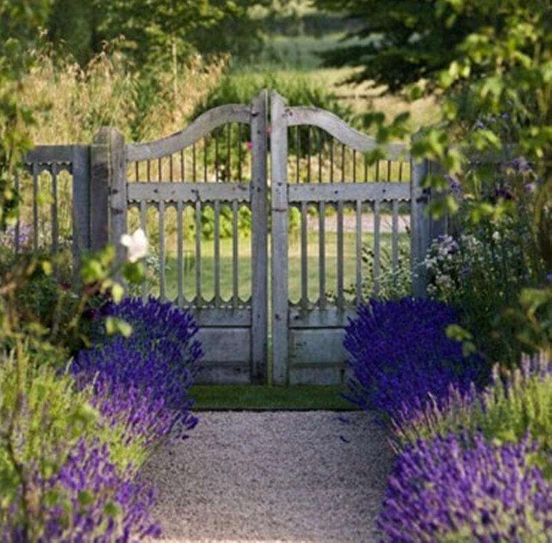 Wooden Gate with Lavender