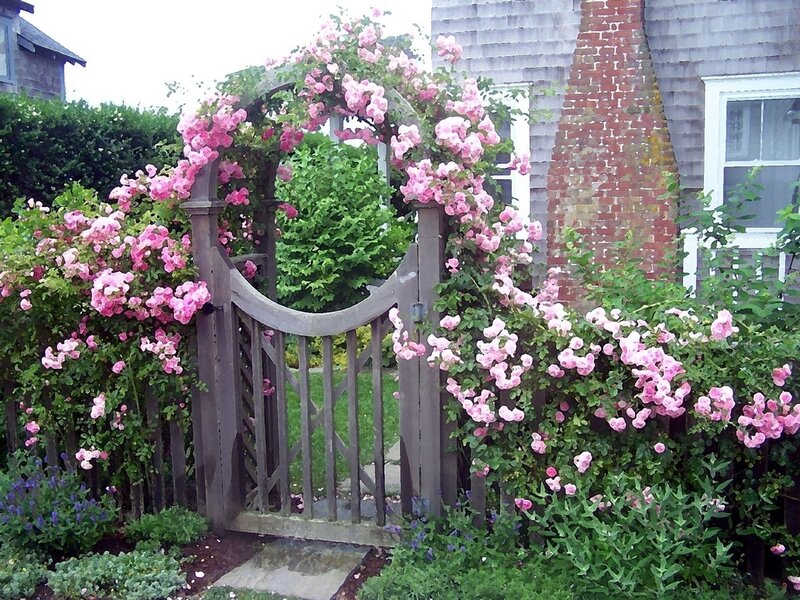 Wooden Gate with Roses
