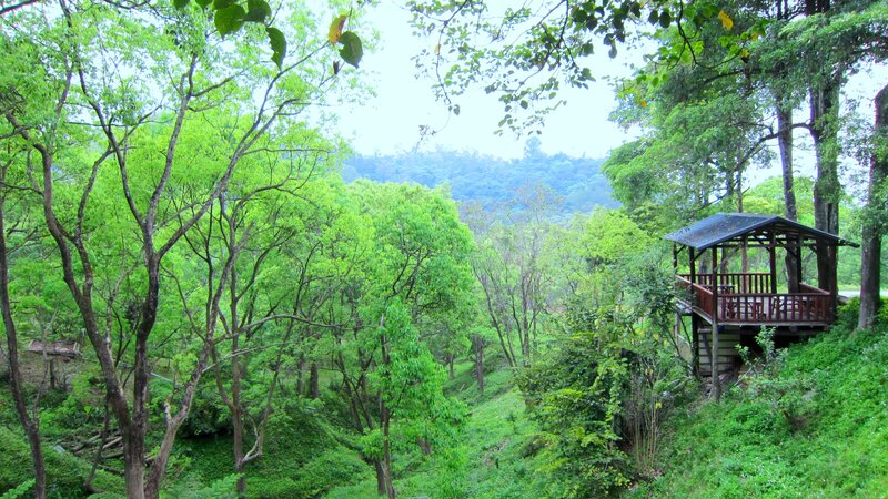 Wooden Gazebo in Forest — Green, Serene