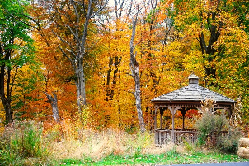 Wooden Gazebo in Forest — Orange