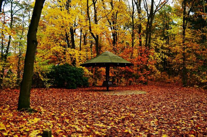 Wooden Gazebo in Forest — Yellow