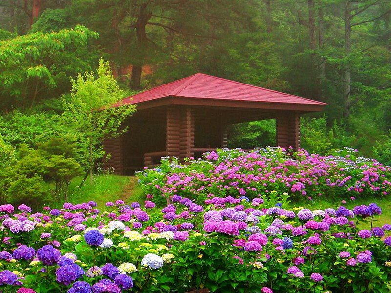 Wooden Gazebo in Garden — Purple
