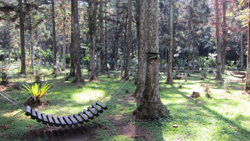 Wooden Hammock in Forest