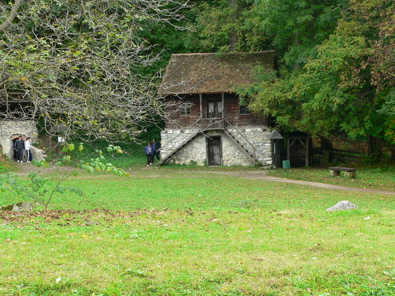 Wooden House in Forest — Green